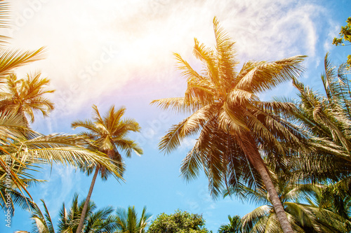 Palm trees and bright sun on blue sky background