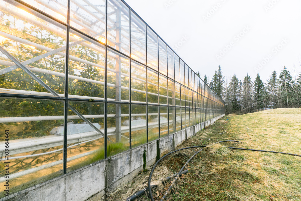 Obraz premium Greenery with many windows