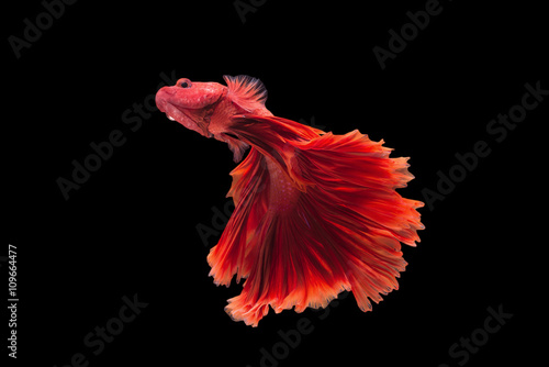 Canvas Print Halfmoon betta fish