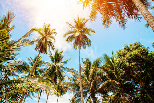 Palm trees and bright sun on blue sky background