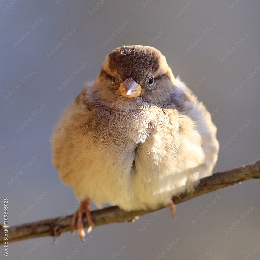 Fototapeta premium Sparrow on a branch Spring