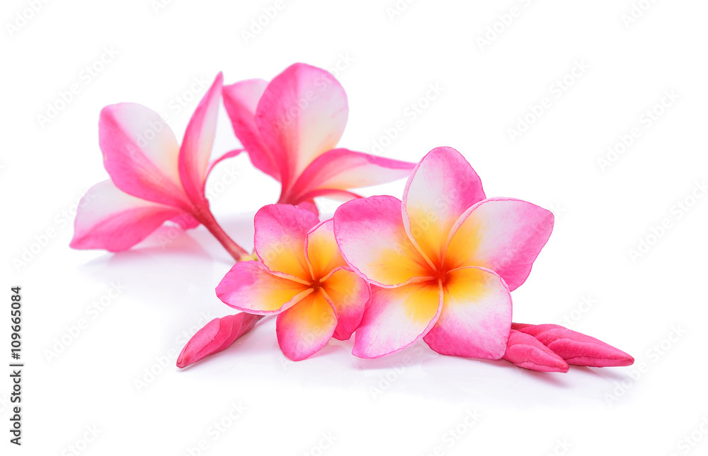 Fototapeta premium Frangipani flowers on white background