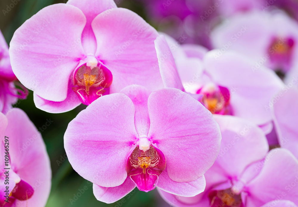 Purple phalaenopsis orchid flower Purple phalaenopsis orchid flower