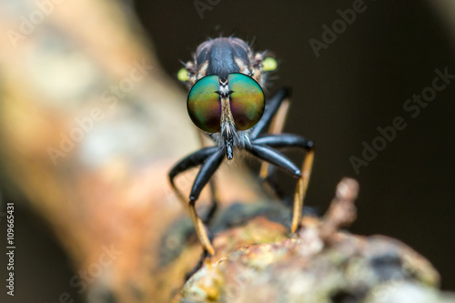 Robber Fly / Close-Up of Robber Fly
