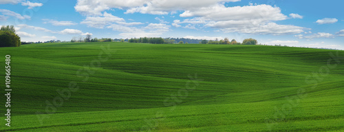 Panorama zielonego pola pszenicy 
