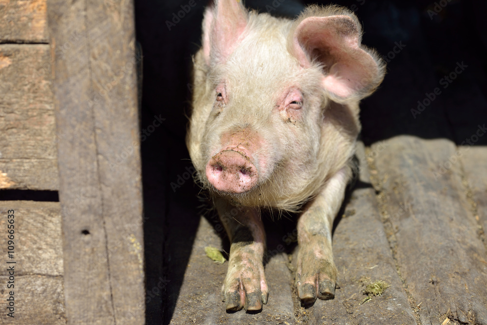 Picture of nose pig inside the piggery standing in the sun. Work Picture of nose pig inside the piggery standing in the sun. Work