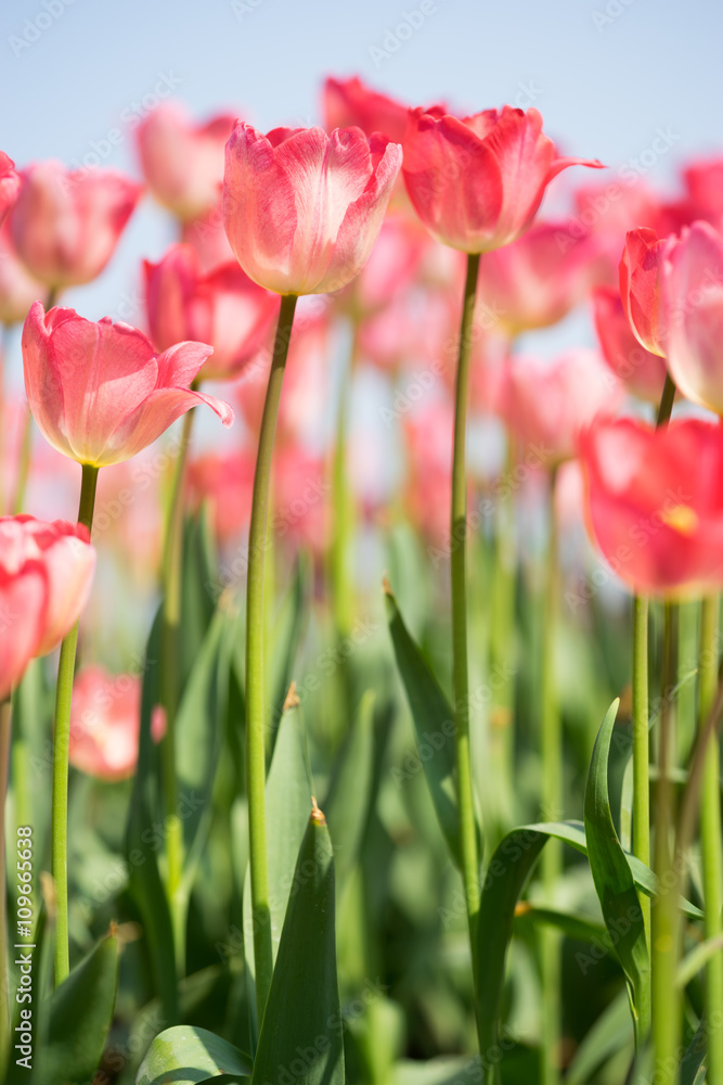 beautiful tulip beautiful tulip