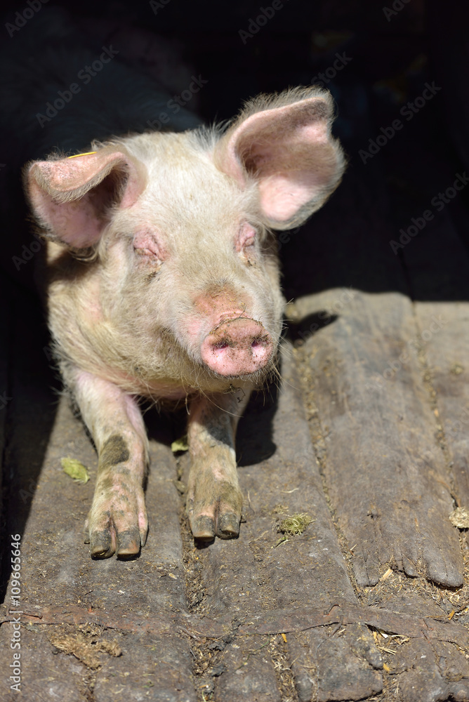 Picture of nose pig inside the piggery standing in the sun. Work Picture of nose pig inside the piggery standing in the sun. Work