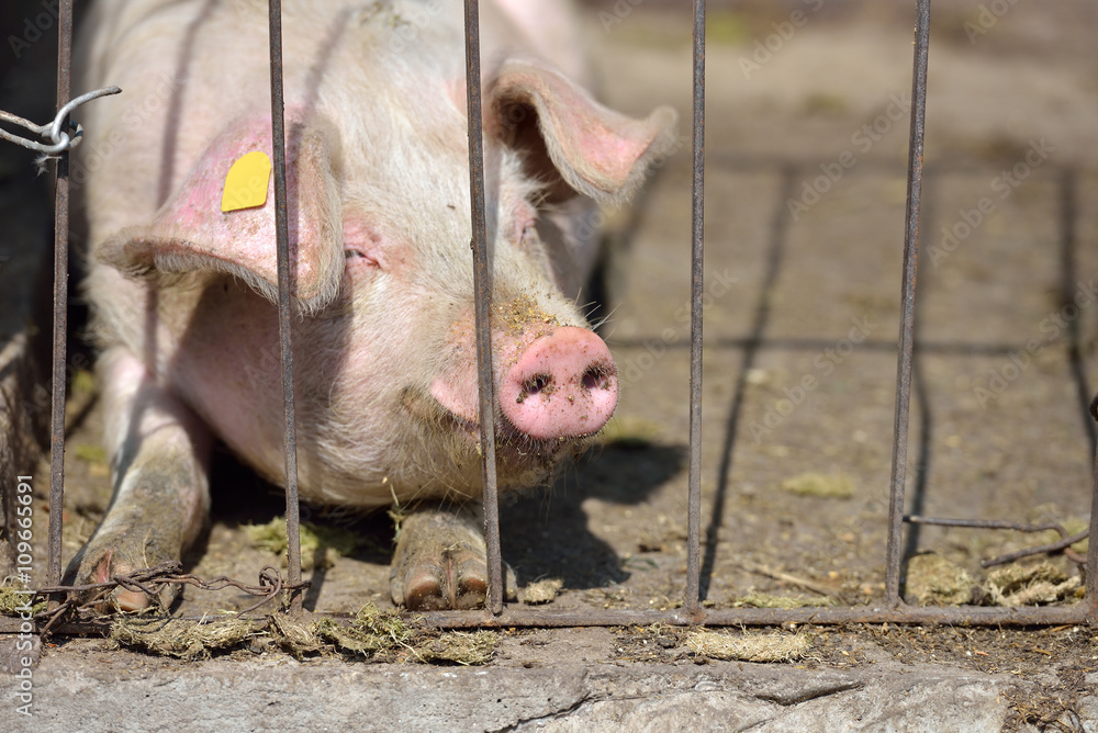 Picture of piglet sleeping behind metal cage tied with wire at a Picture of piglet sleeping behind metal cage tied with wire at a