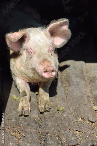 Picture of nose pig inside the piggery standing in the sun. Work