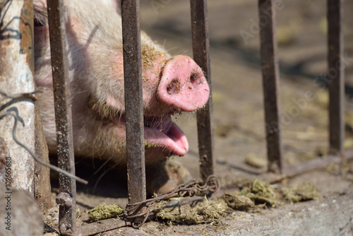 Close up of pig snout pull out through the iron fence of his cag