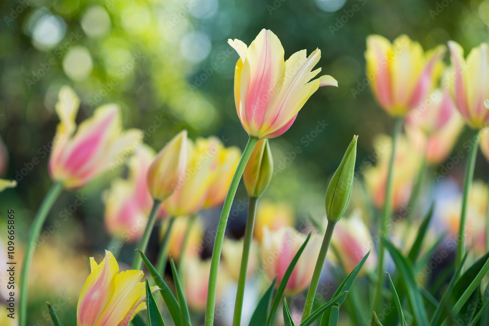 beautiful tulip