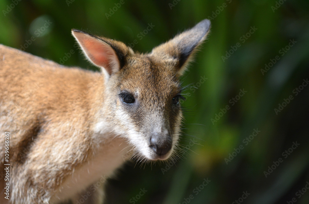 Agile wallaby in Queensland  Australia