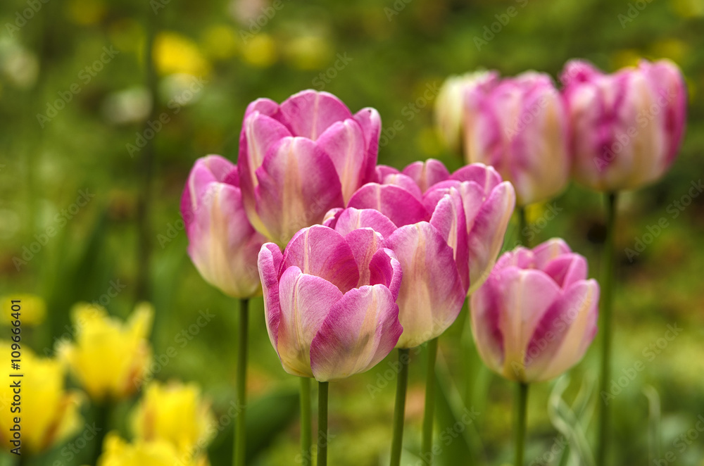 Pink tulip. Blooming pink tulips in a garden in springtime. Pink tulip. Blooming pink tulips in a garden in springtime.
