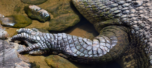 Saltwater crocodile leg