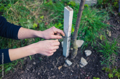Obraz na plátně Young woman tying tree to stake