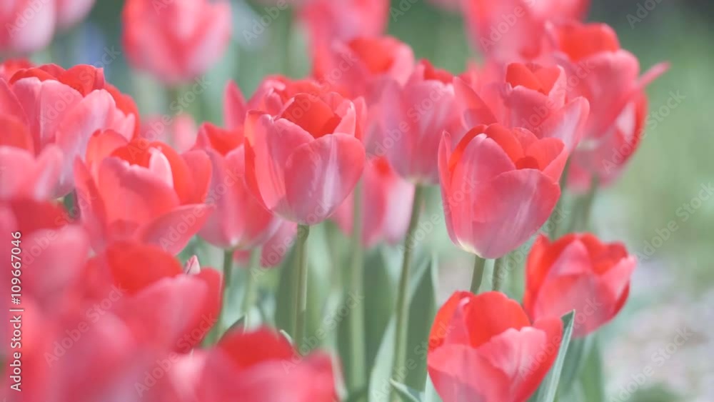 Tulip Flowers,at Showa Memorial Park,Tokyo,Japan,Filmed in 4K. Tulip Flowers,at Showa Memorial Park,Tokyo,Japan,Filmed in 4K.
