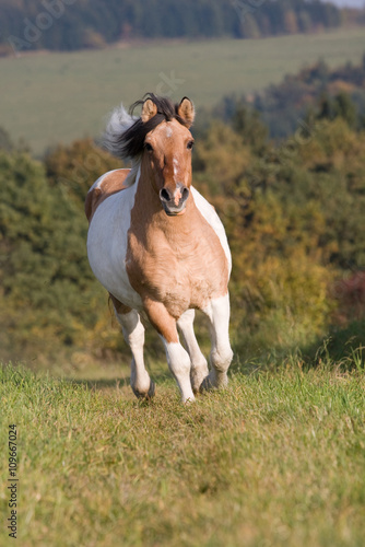 Nice pony running on meadow