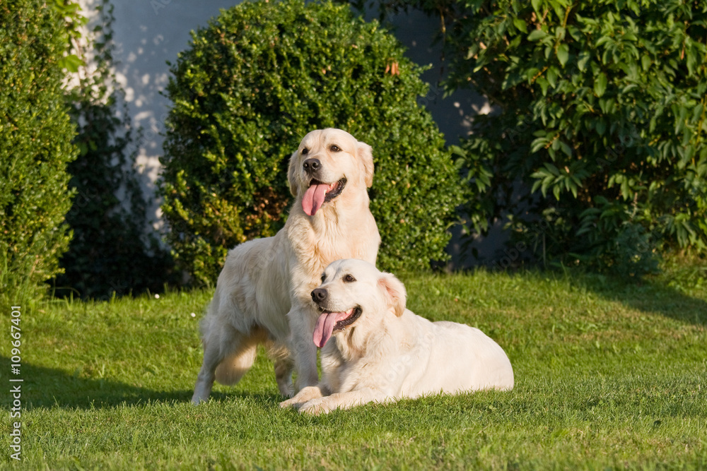 Portrait of two nice posing golden retriever Portrait of two nice posing golden retriever