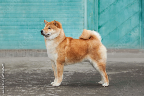 Red shiba-inu rack training