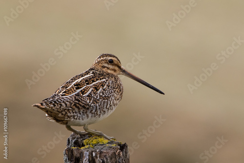 Common snipe (Gallinago gallinago), Iceland photo