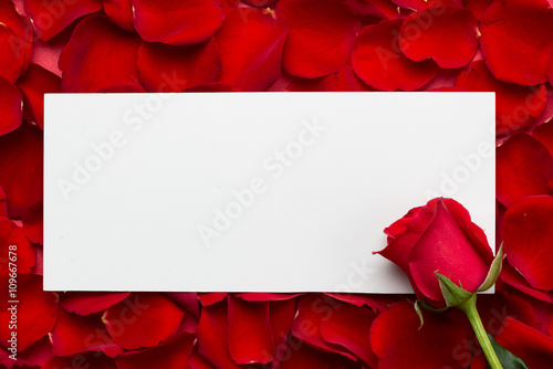 Fototapeta Naklejka Na Ścianę i Meble -  Valentine background of red roses and card