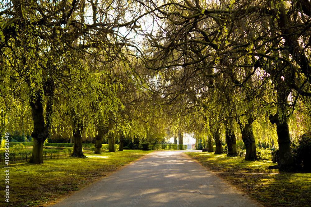 Naklejka premium Trauerweide auf Friedhof