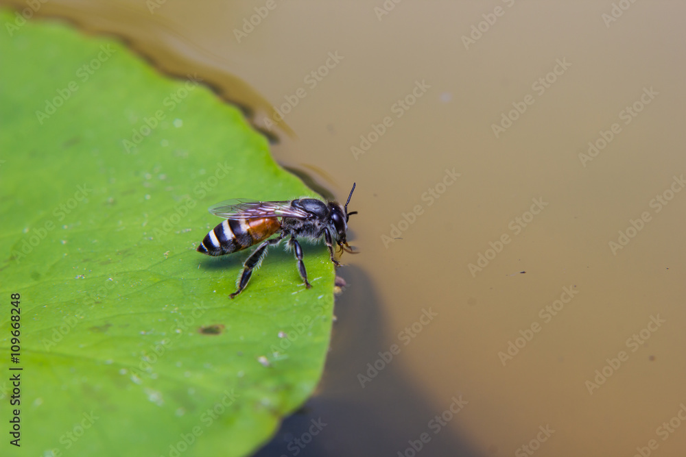 Fototapeta premium Bee drinking water