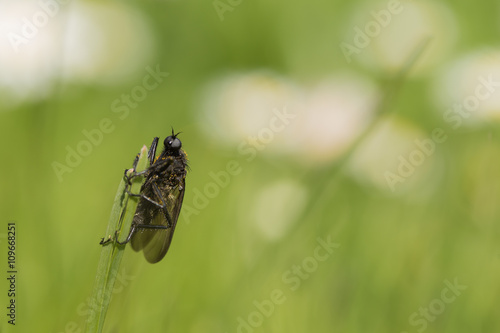 Tanzfliege, Fliege, Insekt auf einem Grashalm © bina01