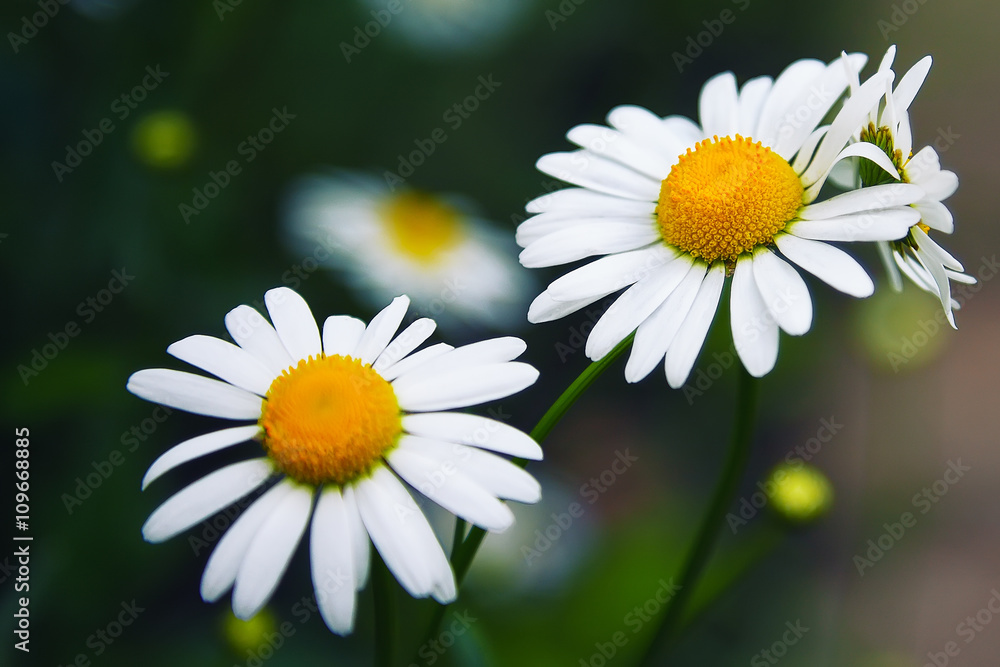 Obraz premium Daisy flower background