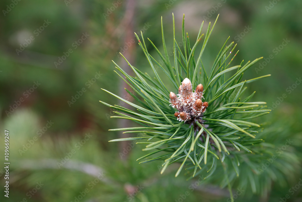 Pine Twig Macro Pine Twig Macro