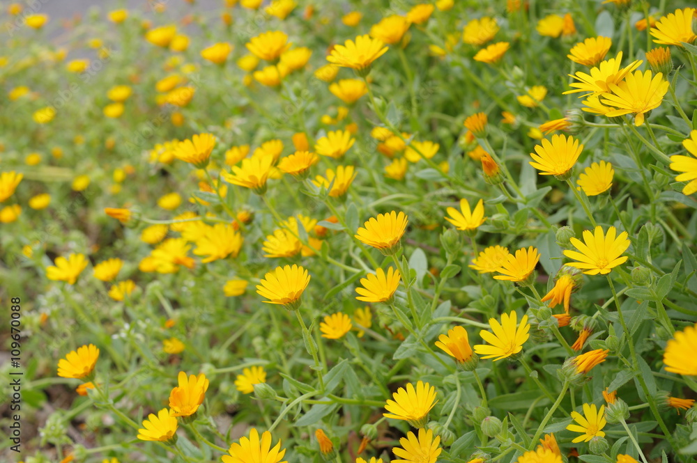 Fototapeta premium カレンデュラの群植