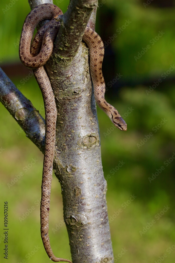 Serpente: Colubro Serpente: Colubro