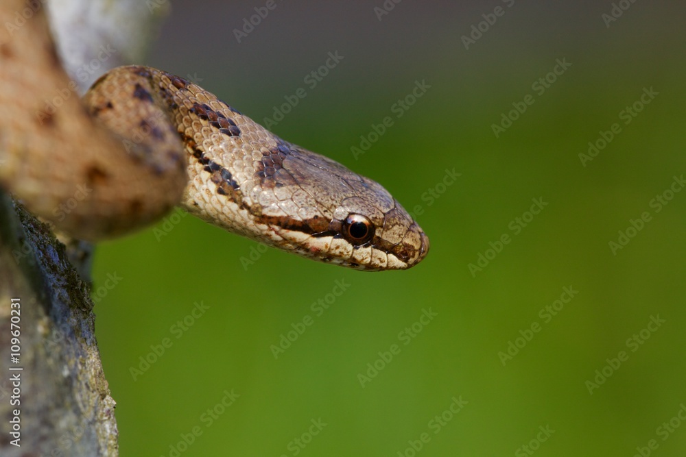 Serpente: Colubro Serpente: Colubro