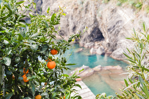 Bilde på lerret Tangerine tree on the seashore of Liguria, Italy.