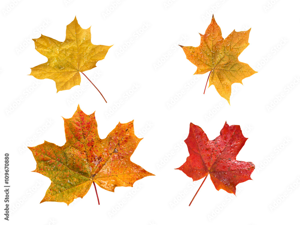 Fototapeta premium Set of four autumn maple leaves with water drops