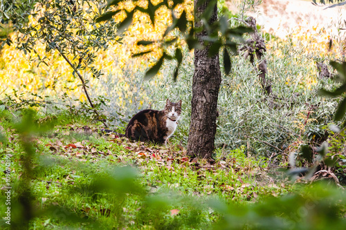 A cat strolling through San Gimignano. Tuscany, Italy