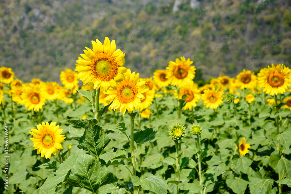 sunflower field sunflower field