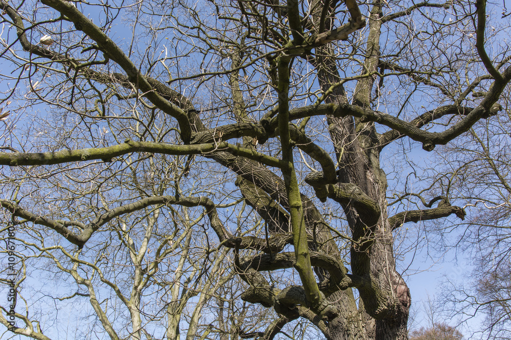 Fototapeta premium The crown of the tree Liriodendron tulipifera with blue sky in the background