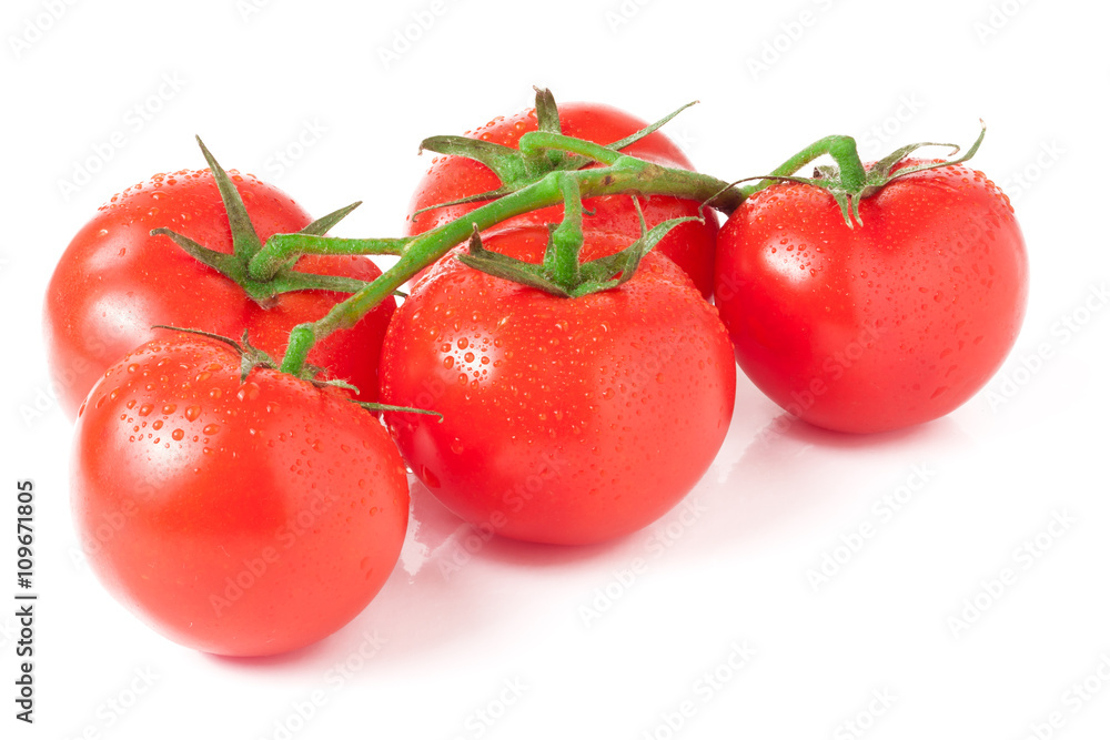 branch five tomatoes isolated on white background branch five tomatoes isolated on white background