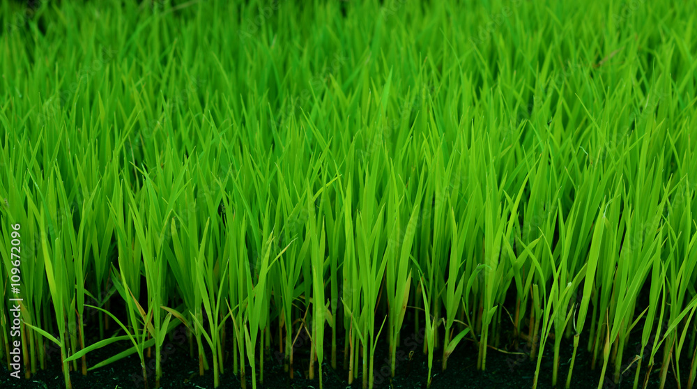 Young green rice plant Young green rice plant