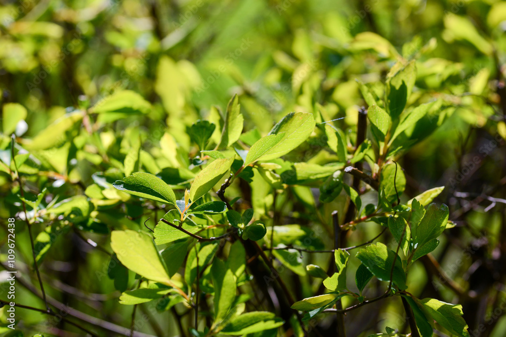 Plant with backlight on a springtime