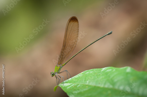 Emerald Damselfly (Lestes sponsa) photo