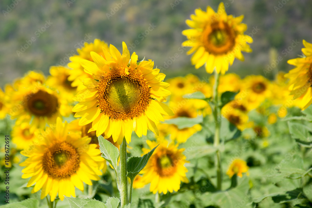 sunflower field sunflower field