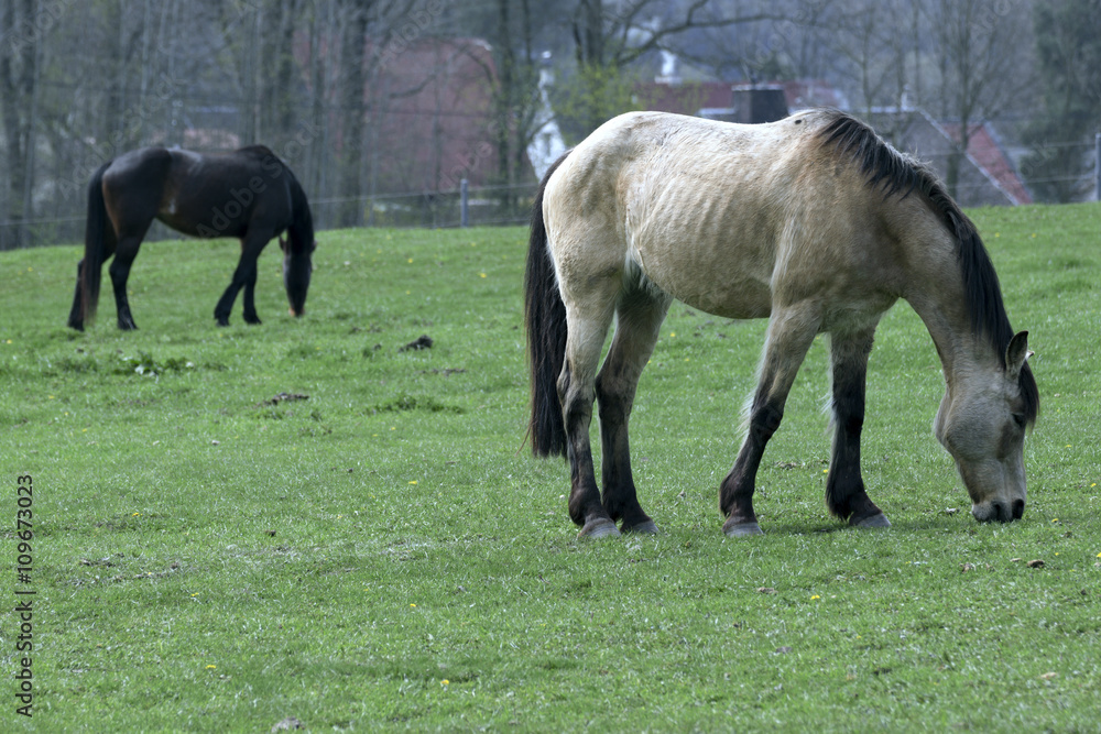 beautiful horse out to pasture beautiful horse out to pasture