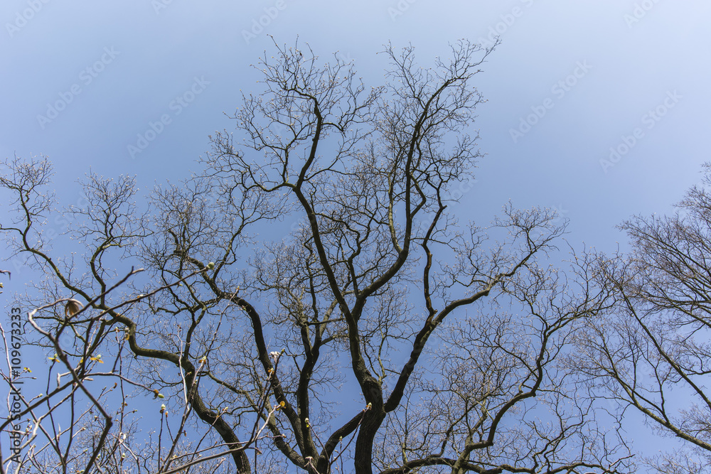 The crown of the tree Liriodendron tulipifera with blue sky in the background The crown of the tree Liriodendron tulipifera with blue sky in the background