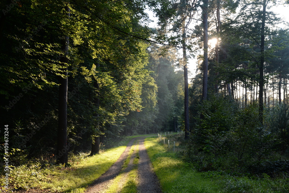Obraz premium Waldweg mit Sonne