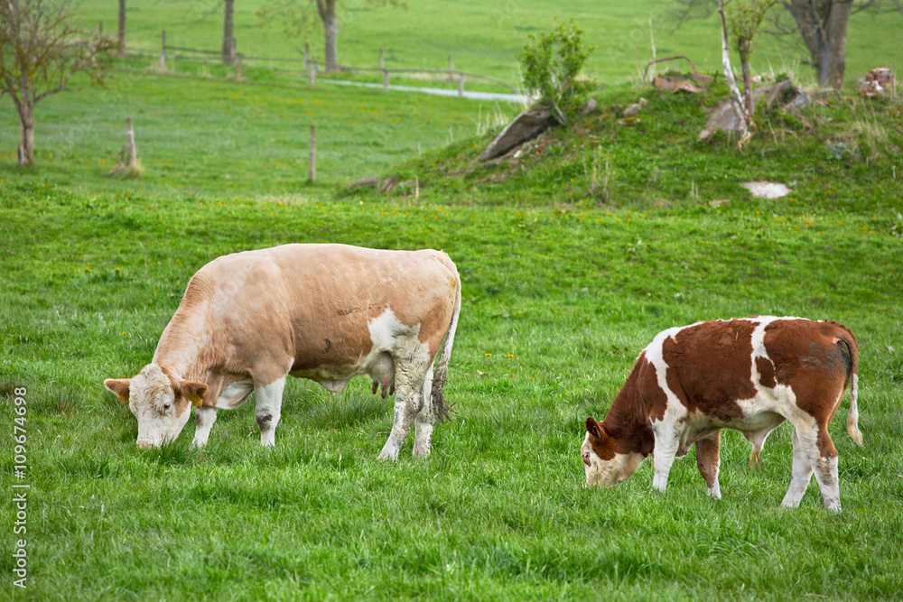Obraz premium Cows
