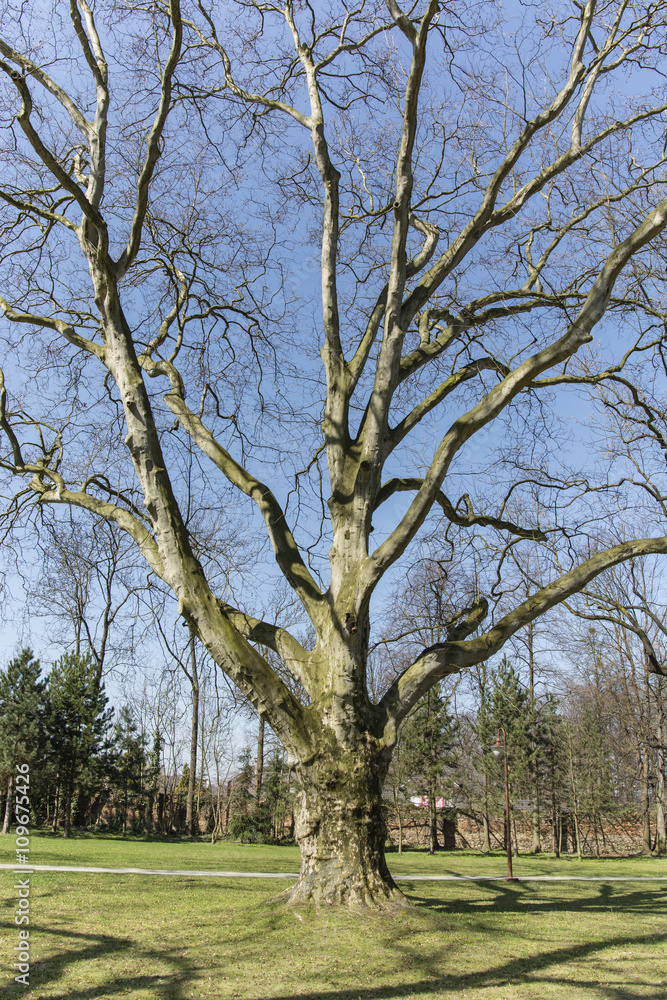Platanus acerifolia sycamore tree in spring in view of the massive trunk and branches Platanus acerifolia sycamore tree in spring in view of the massive trunk and branches