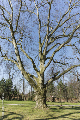 Platanus acerifolia sycamore tree in spring in view of the massive trunk and branches